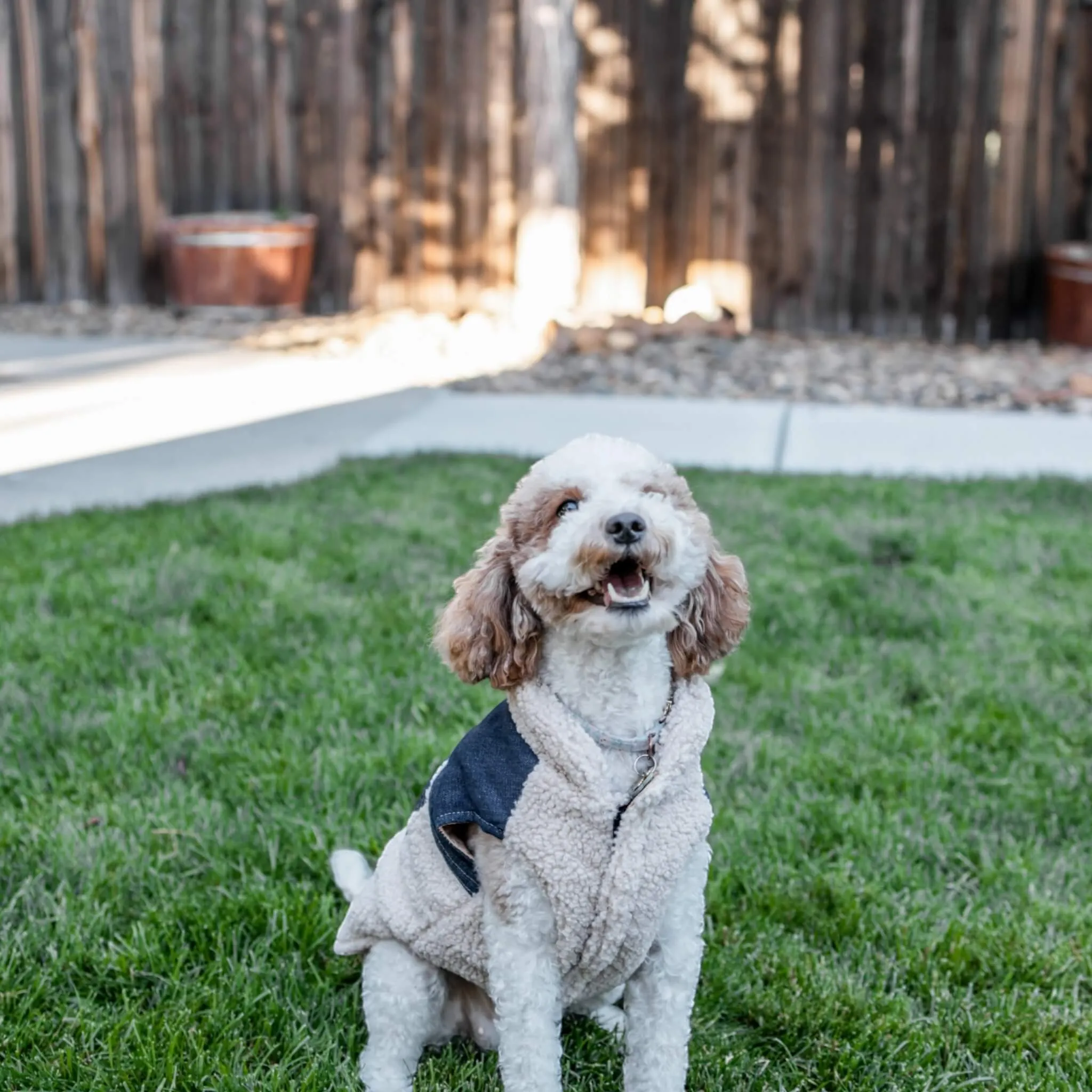 Cambridge Dog Coat