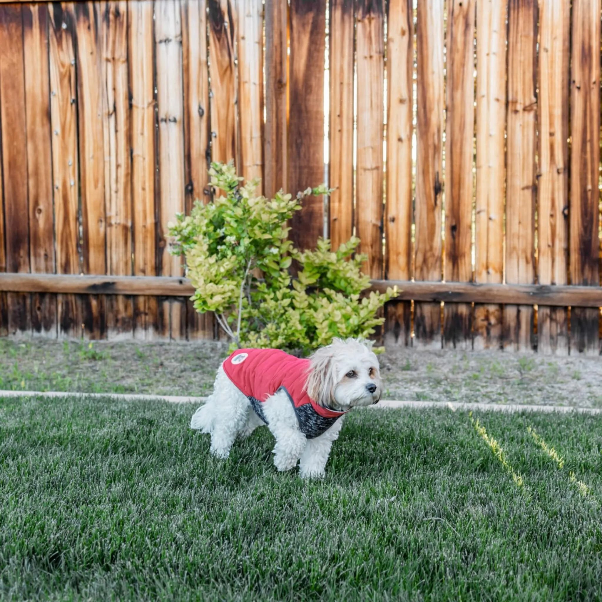 Cheshire Step-In Dog Coat